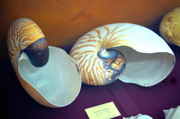 В Музее Мандралиска (Museo Mandralisca)