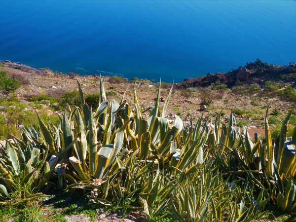 Бухта  False Bay 