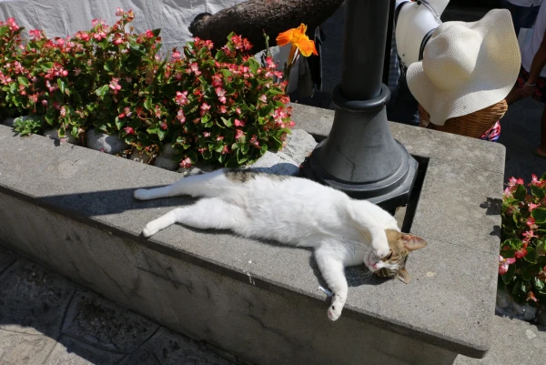 котэ