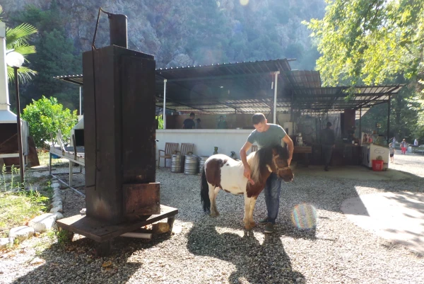 деткам можно на пони покататься