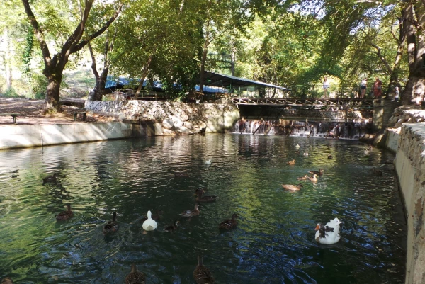 участок, где ловят форель