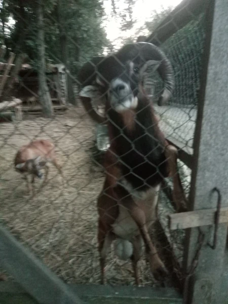 Красавчик