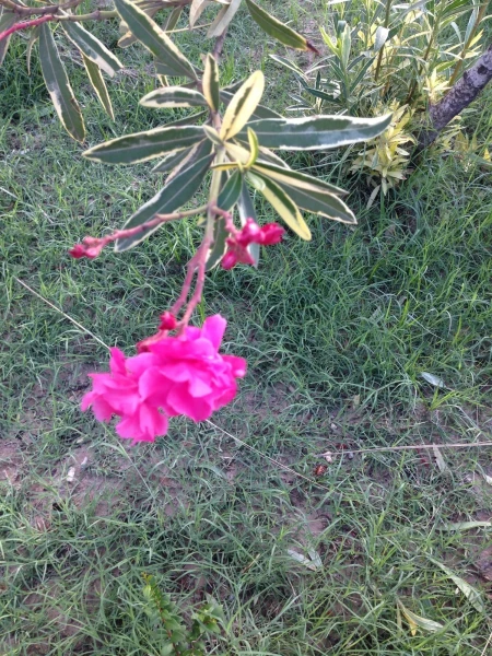Флора Туниса, веточка олеандра