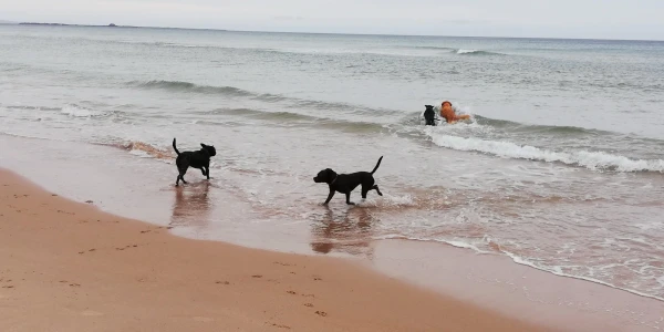 Bamburgh beach