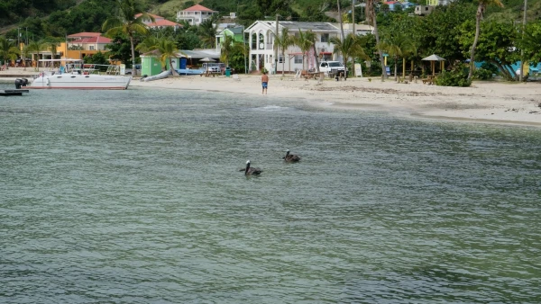 Остров Jost Van Dyke (Йост Ван Дайк). Пеликаны