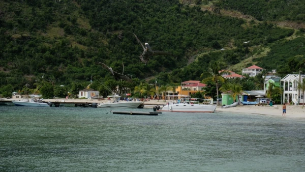 Остров Jost Van Dyke (Йост Ван Дайк). Пеликаны