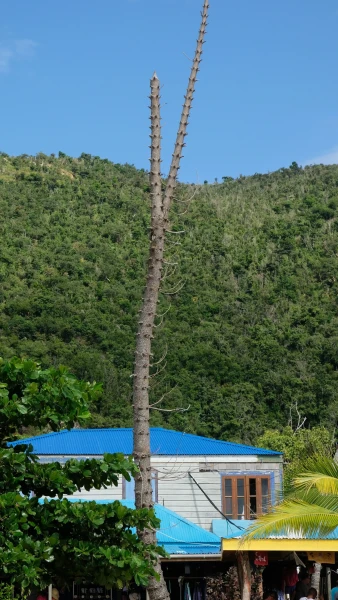 Остров Jost Van Dyke (Йост Ван Дайк)
