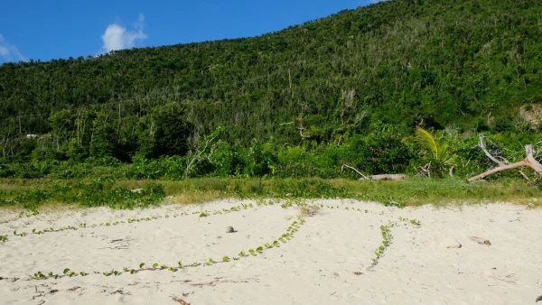 Остров Jost Van Dyke (Йост Ван Дайк). Пляж White Bay