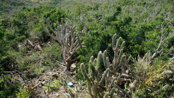 Остров Virgin Gorda. По пути к The Baths (Бани)