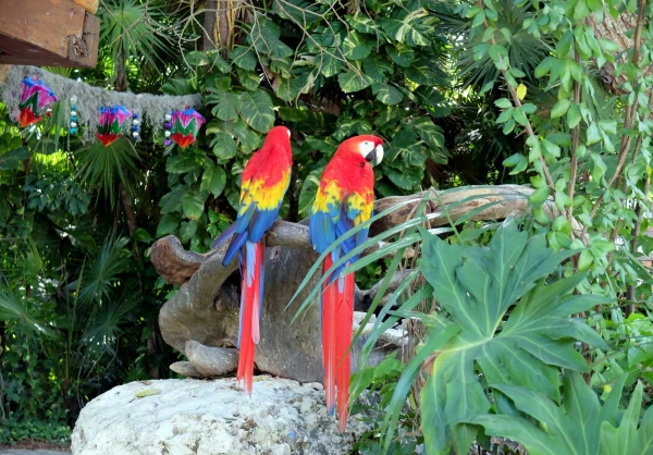 Жители парка Шкарет (Xcaret Park)