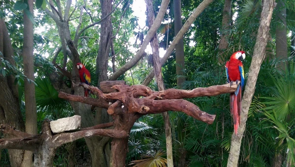 Жители парка Шкарет (Xcaret Park) 