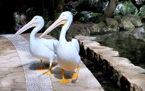 Животный мир  парка Шкарет (Xcaret Park) 