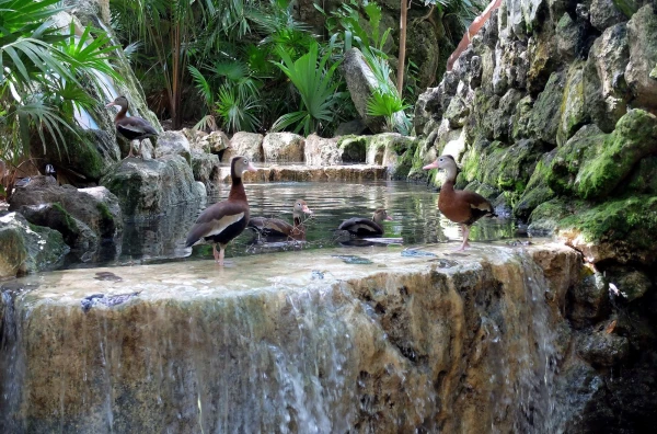 Животный мир парка Шкарет (Xcaret Park) 