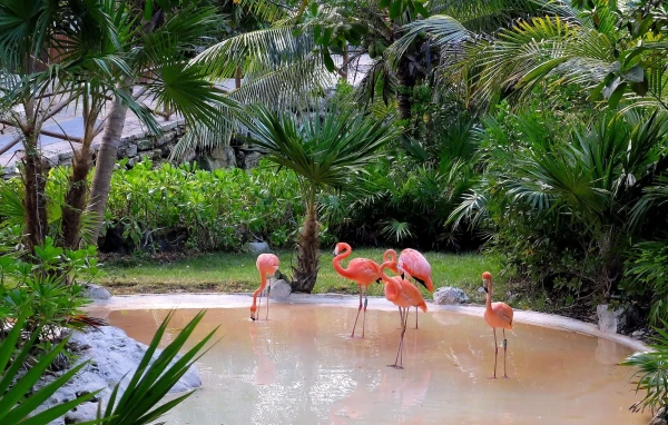 Животный мир парка Шкарет (Xcaret Park), красавцы фламинго 