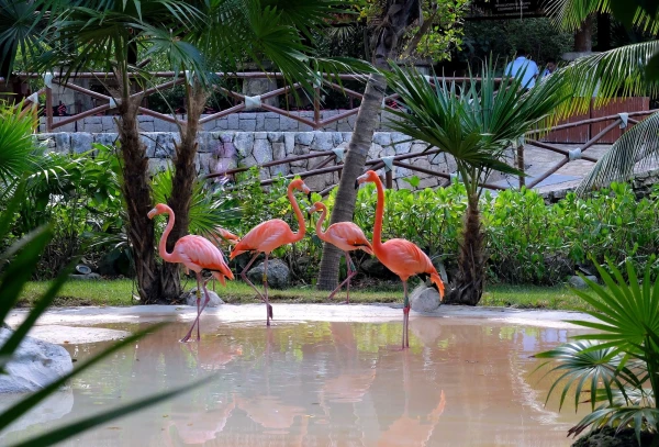 Животный мир парка Шкарет (Xcaret Park), красавцы фламинго 