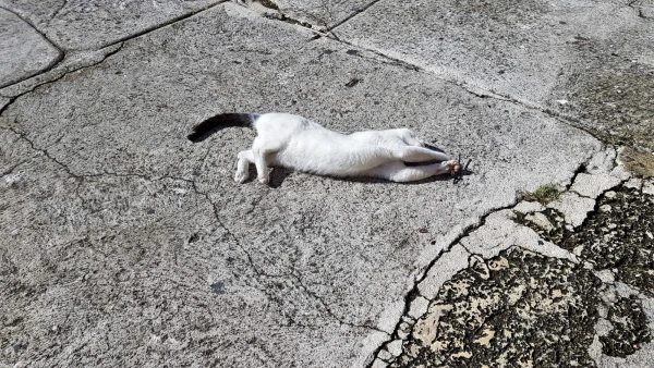 Местные коты