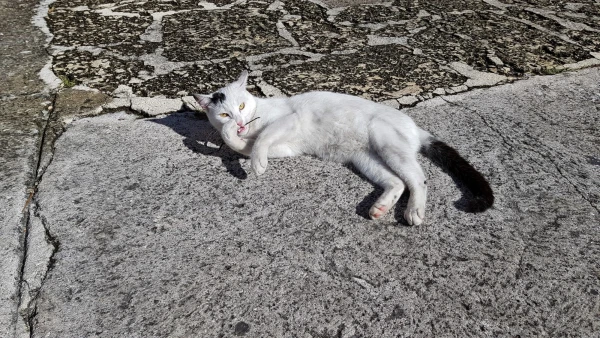 Местные коты