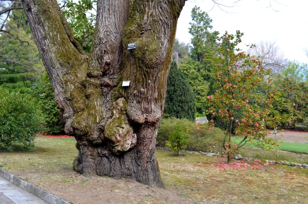 В ботаническом саду виллы Таранто (Giardini Botanici di Villa Taranto)