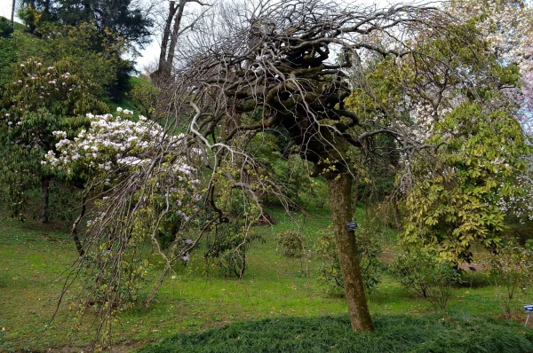 В ботаническом саду виллы Таранто (Giardini Botanici di Villa Taranto)