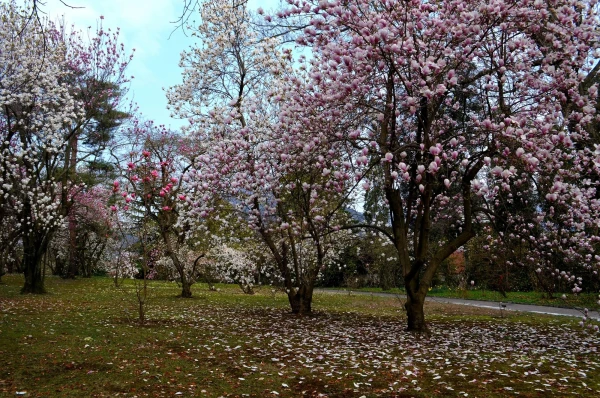 В ботаническом саду виллы Таранто (Giardini Botanici di Villa Taranto)