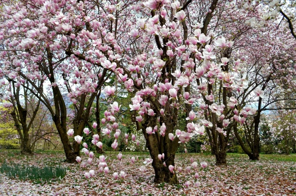 В ботаническом саду виллы Таранто (Giardini Botanici di Villa Taranto)