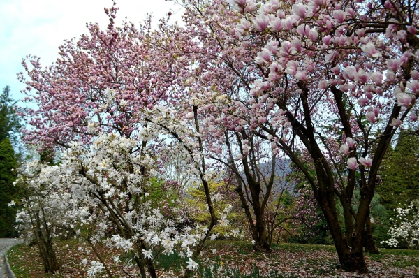 В ботаническом саду виллы Таранто (Giardini Botanici di Villa Taranto)