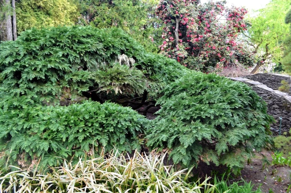 В ботаническом саду виллы Таранто (Giardini Botanici di Villa Taranto)