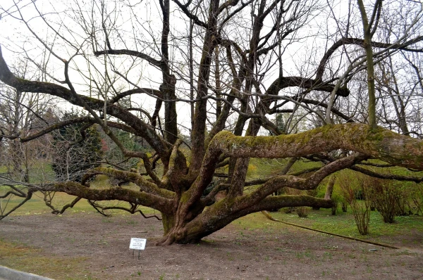 В ботаническом саду виллы Таранто (Giardini Botanici di Villa Taranto)