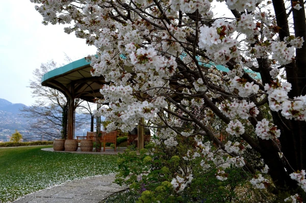 В ботаническом саду виллы Таранто (Giardini Botanici di Villa Taranto)