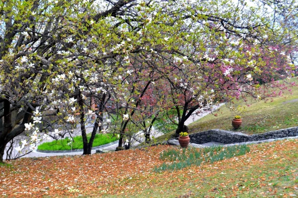 В ботаническом саду виллы Таранто (Giardini Botanici di Villa Taranto)