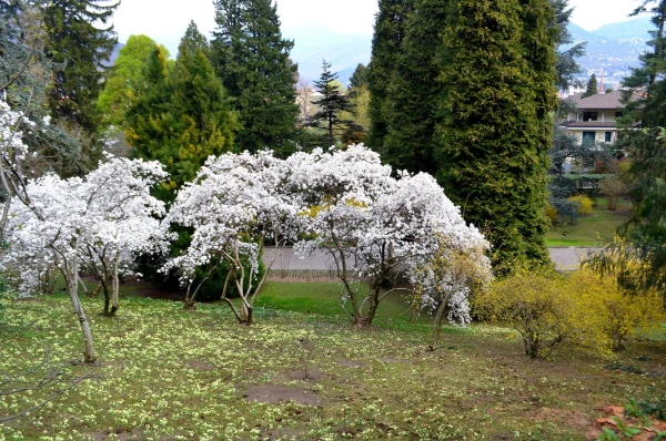 В ботаническом саду виллы Таранто (Giardini Botanici di Villa Taranto)