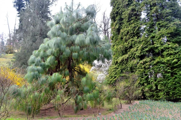 В ботаническом саду виллы Таранто (Giardini Botanici di Villa Taranto)