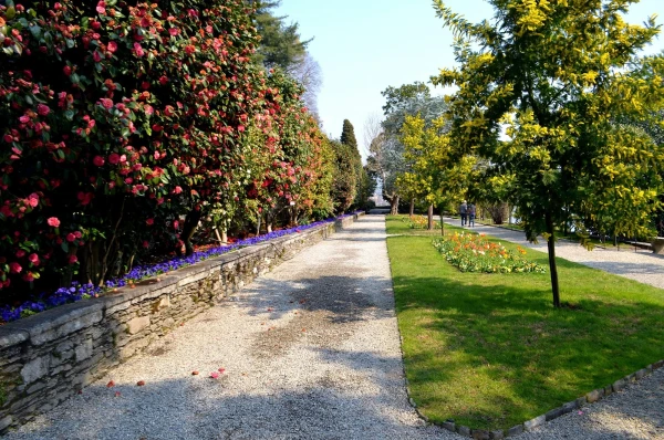 На острове Матери (Isola Madre). Viale Delle Camelie