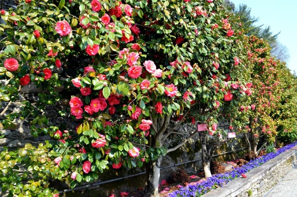 На острове Матери (Isola Madre). Viale Delle Camelie