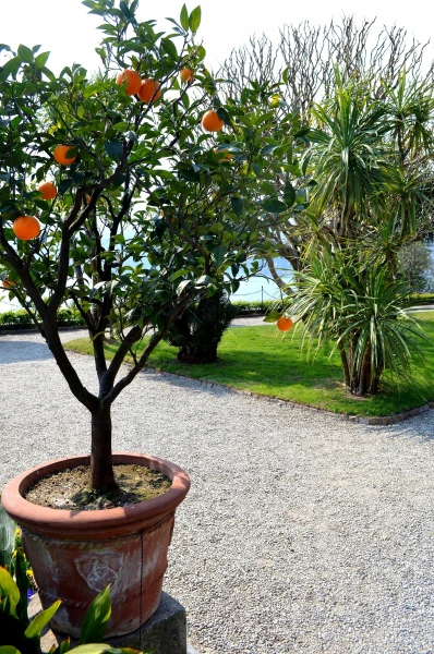 На острове Матери (Isola Madre). На Vialle delle Palme