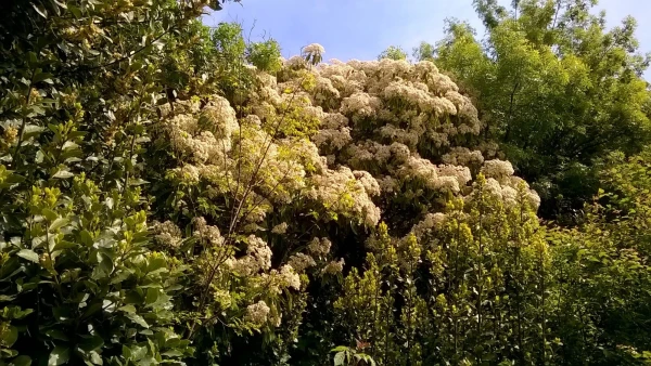 Воронцовский парк