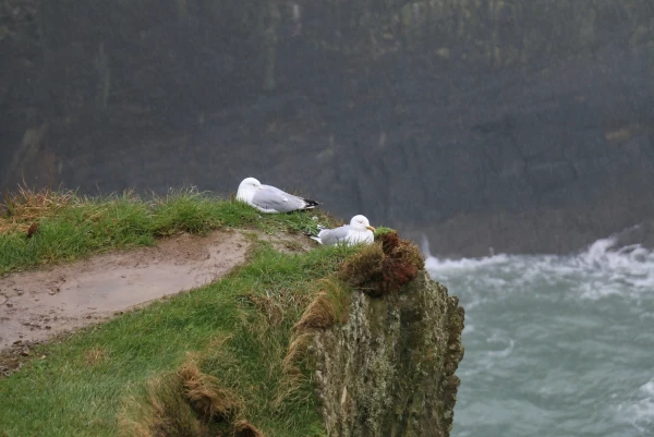 Cliffs Old Head of Kinsale