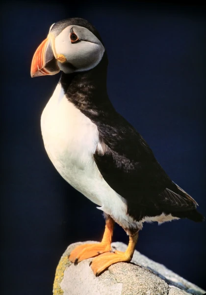 По маршруту Кольца Керри