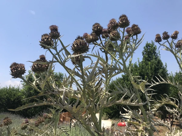 Cyherbia botanical park