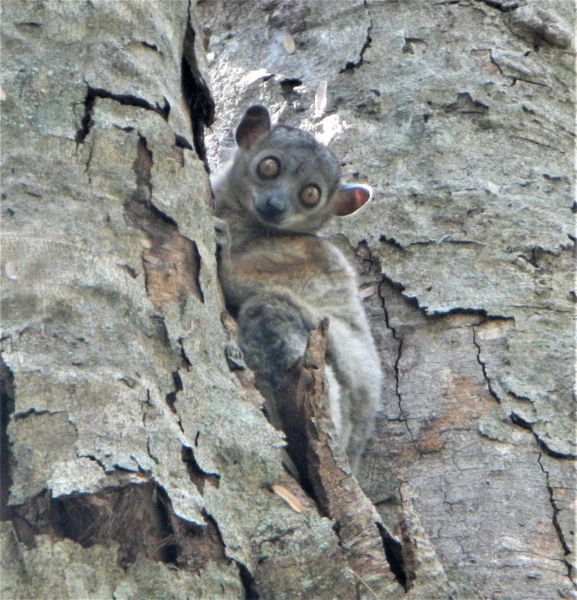 Лемур в Нац.парк Tsingy de Bemaraha