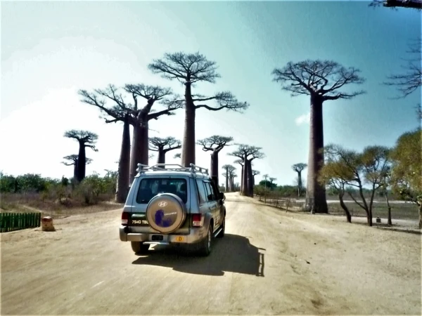 Baobabs Alley - Аллея Баобабов