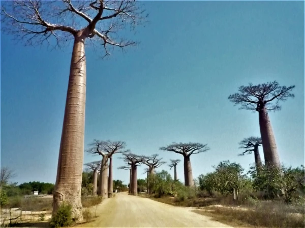 Baobabs Alley - Аллея Баобабов