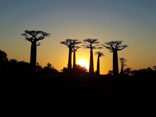 Baobabs Alley - Аллея Баобабов
