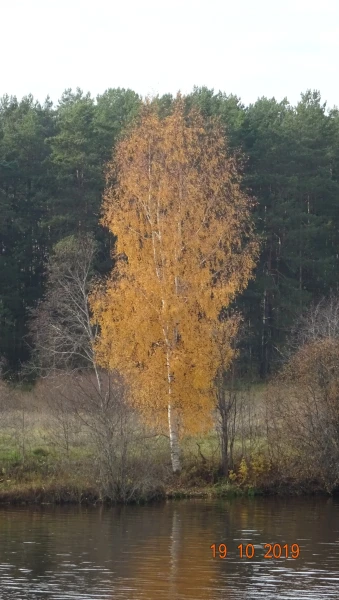 Волжские берега