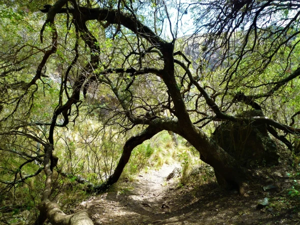 Нац парк  Los Terrones