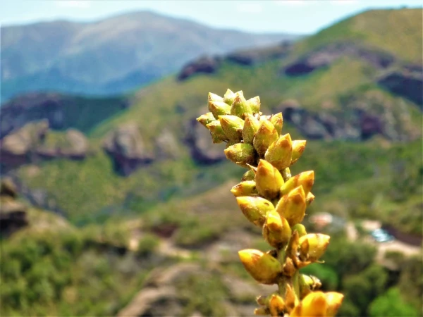 Нац парк  Los Terrones
