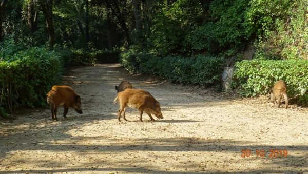 Parc del Laberint d’Horta: цели. Для фотоохоты...