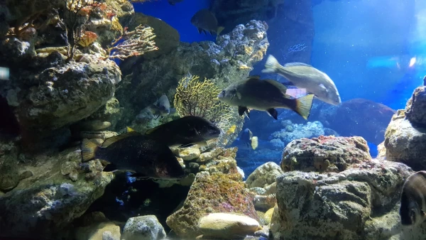 L'Aquarium de Barcelona