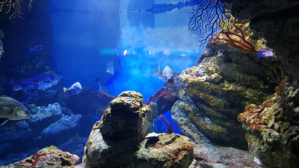 L'Aquarium de Barcelona