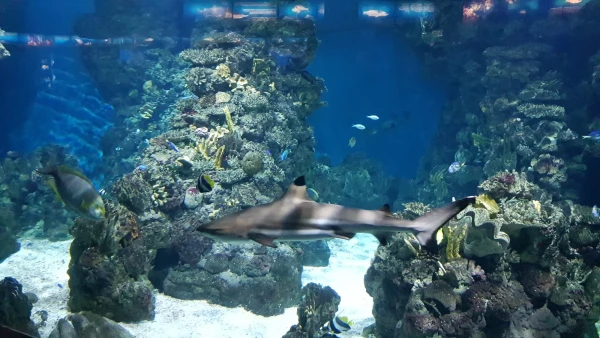 L'Aquarium de Barcelona